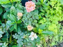 -南京民俗博物馆(甘熙故居)