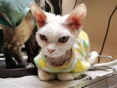 -猫色咖啡·猫咖