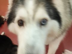 -和它·交个朋友·狗咖猫咖(爱琴海店)