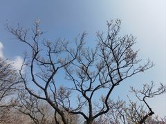 -梅花山(明孝陵内)