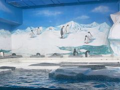 -海合安天津极地海洋公园
