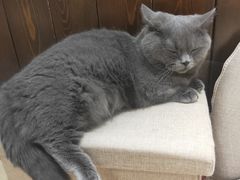 -逗柴咖啡屋·狗咖猫咖宠物桌游