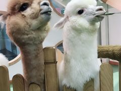 -藦茜花园宠物主题亲子互动体验馆(国顺东路店)