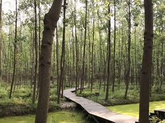 -合肥滨湖国家森林公园