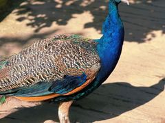 -哈尔滨北方森林动物园