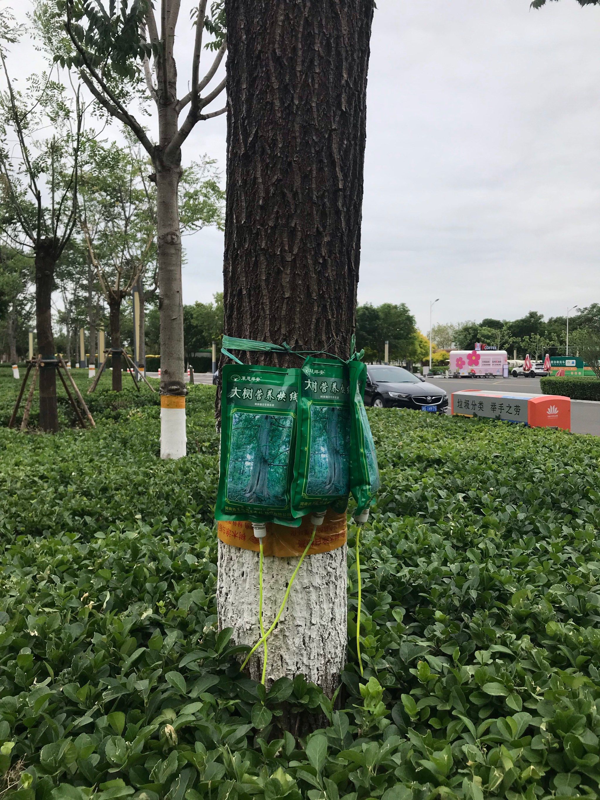 大树也要"定期"喝营养液!