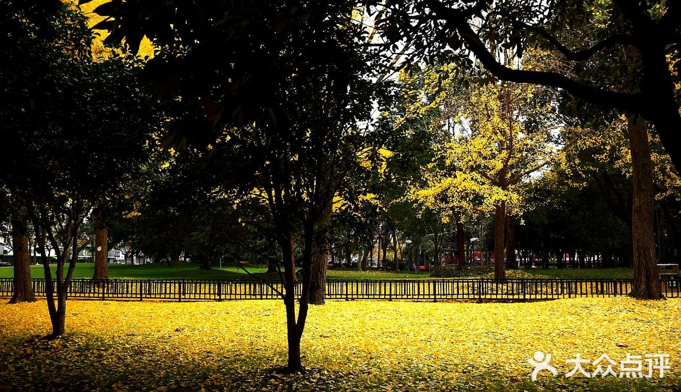 疯狂的金黄色，错过要等一年