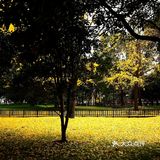 疯狂的金黄色，错过要等一年