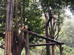 -都江堰中华大熊猫苑