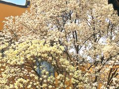 -龙华寺
