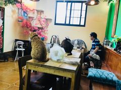 大堂-李小姐の猫咖啡馆(五角场店)