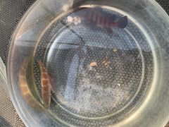 -小猫钓鱼海钓俱乐部(椰梦长廊店)