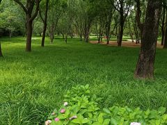 -莲花池公园