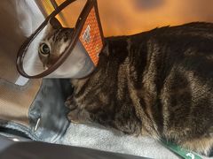 -创凡宠物医院·骨专科  猫科中心(西乡分院)