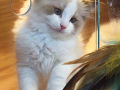 -猫十亿·布偶金渐层·曼基康矮脚猫舍(青年路店)