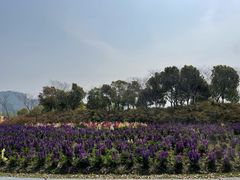 -春花秋色城市公园