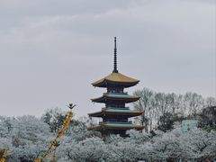 -东湖磨山景区樱花园-停车场