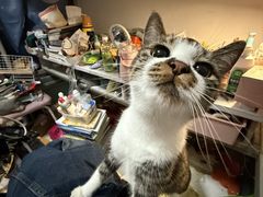 -BABIT巴比特宠物(MOMOPARK店)