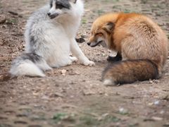 -合肥野生动物园