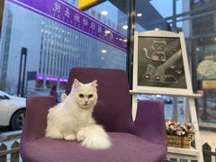 -宠爱国际动物医院· 猫科· 外科·中兽医(长白店)