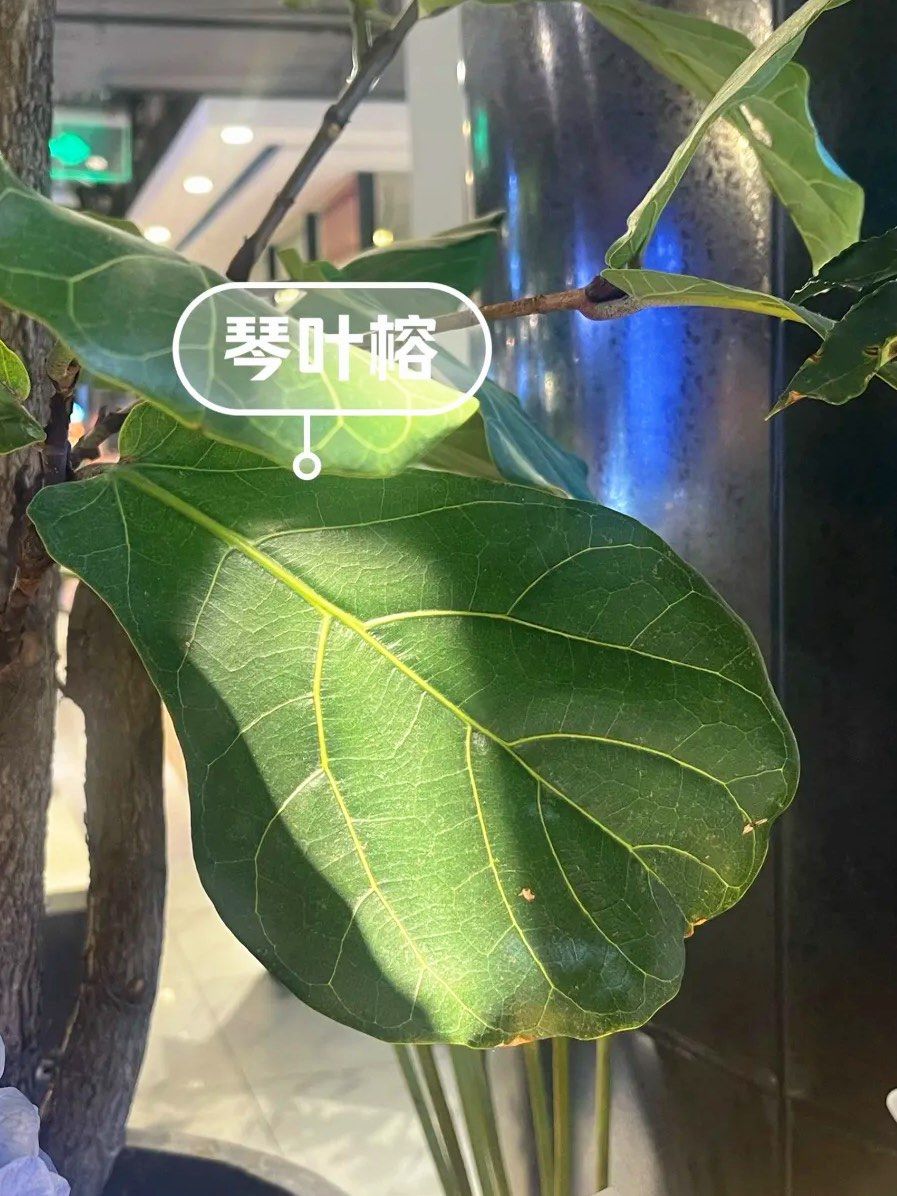 每天认识一种植物～琴叶榕