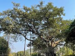 -云南勐巴娜西珍奇园