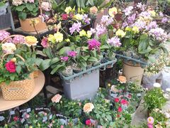 -桂林市花鸟市场