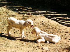 -石家庄市动物园
