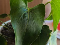 -德克士(开鲁店)