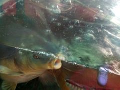-秋语木桶鱼.酸菜鱼(开发区火车站店)