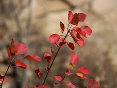 -北京西山国家森林公园