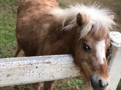 -清迈夜间动物园