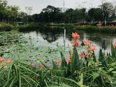 -映月湖公园