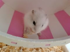 -钓仓鼠(洋桥北里小区店)