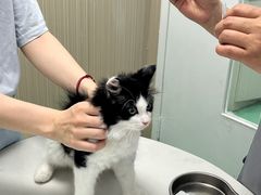 -瑞派宠物医院(搏威敦和院)