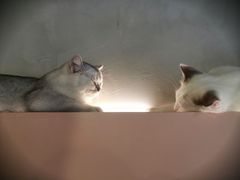-猫儿山۰猫主题餐厅