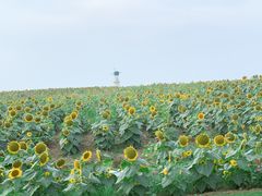-味千拉面(淮安万达店)