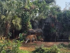 -海南热带野生动植物园