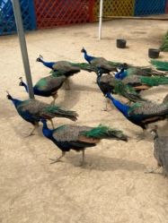 -萌宠亲子动物乐园(槐房万达店)