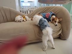 -怪兽屋·羊驼·猫咖·狗咖(俊华广场店)