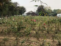 -鹅湖玫瑰文化园