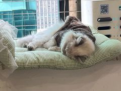 -楼上猫咖(罗湖店)