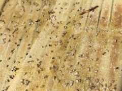 -勃利地摊·勃立小串烧烤