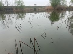 -池杉湖湿地公园