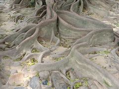 -经典世家牛排(德化万达店)