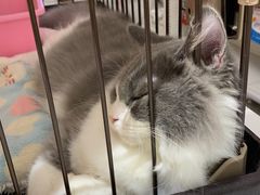 -1013 PET SHOP精品宠物商店(丁香店)