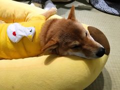 -逗柴咖啡屋·狗咖猫咖宠物桌游