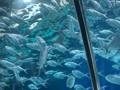 -上海海洋水族馆