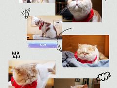 -滚猫咖啡·猫咖·猫友好撸猫(未来城店)