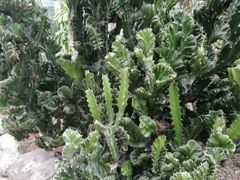-南山植物园